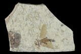 Fossil March Fly (Plecia) - Green River Formation #138470-1